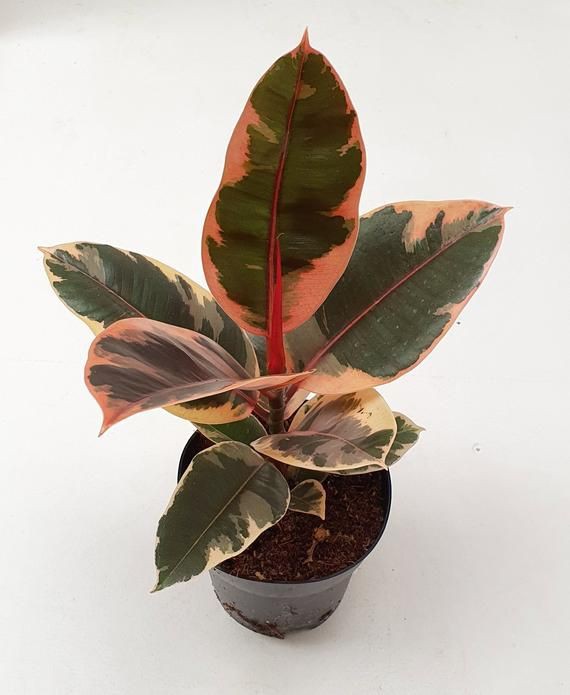 Ficus Elastica Ruby 